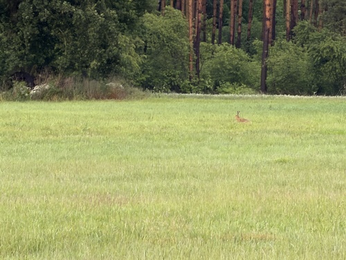 Brown Hare