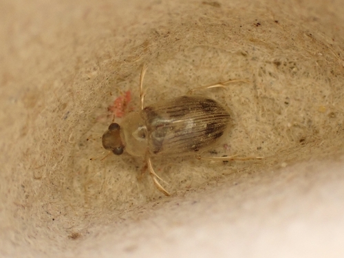 Berosus guttalis