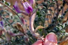 Astragalus amphioxys