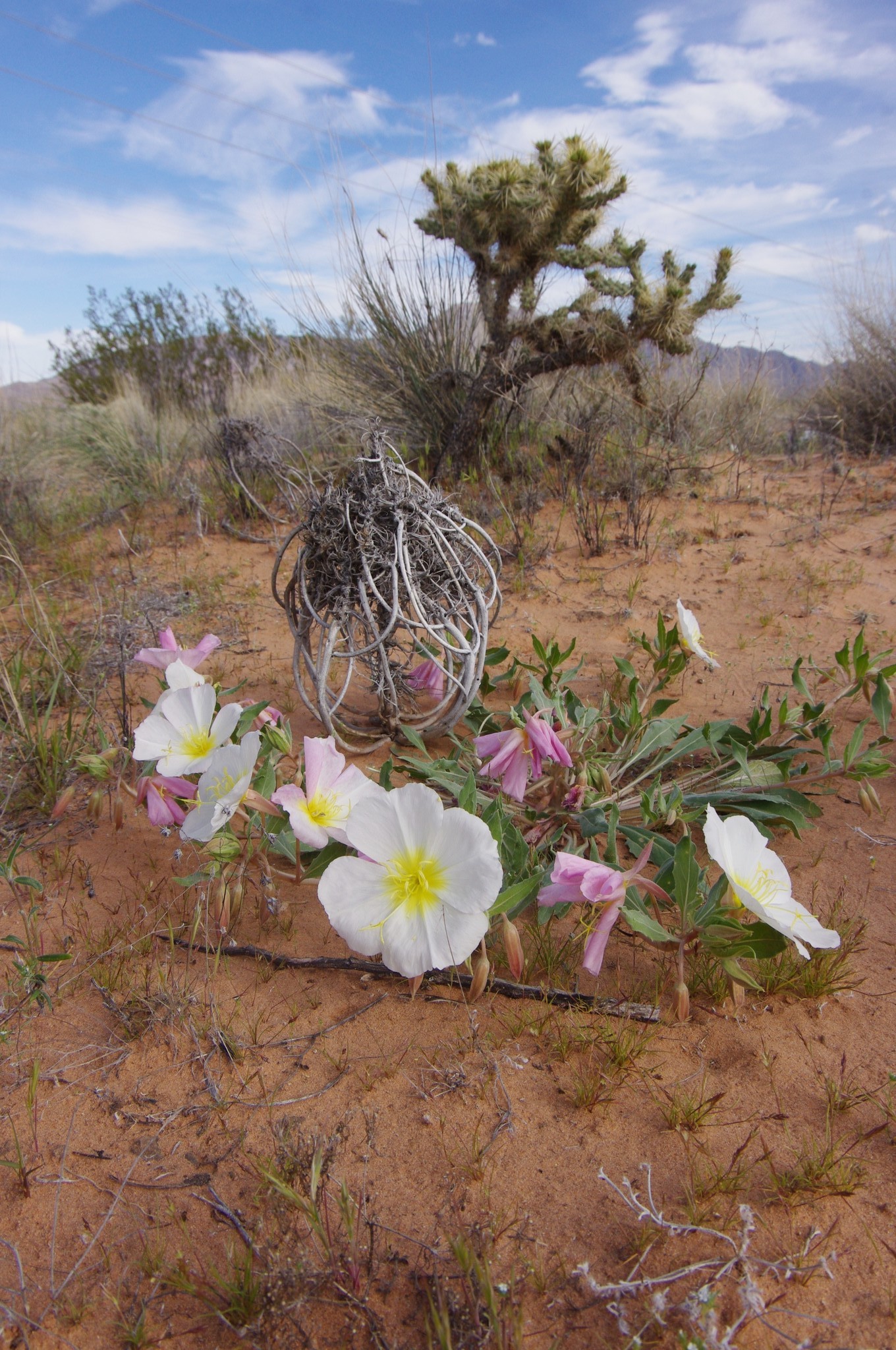 Oenothera deltoides
