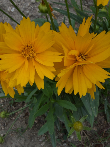 Lance-leaved Coreopsis