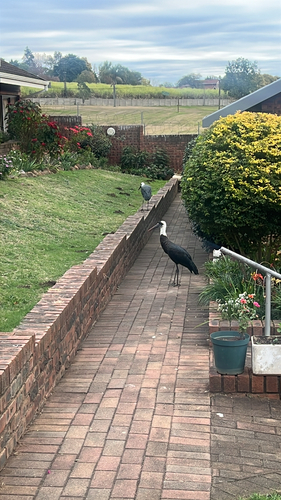 African Woolly-necked Stork