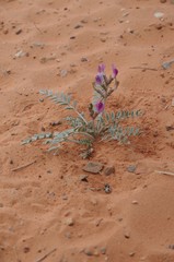 Astragalus amphioxys