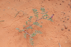 Astragalus sabulonum