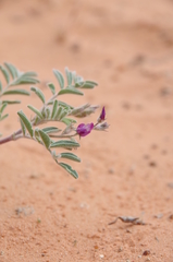 Astragalus sabulonum