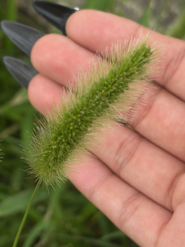 Green Bristle Grass