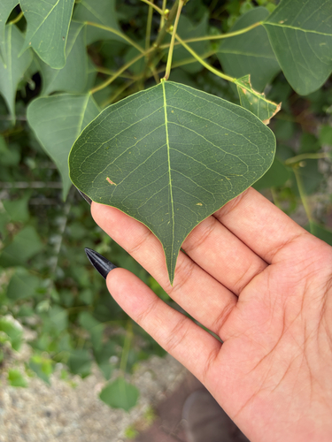 Chinese Tallow