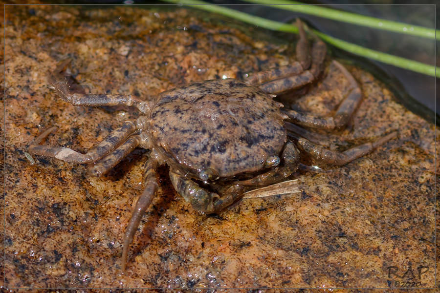 Mikrotrichodactylus borellianus