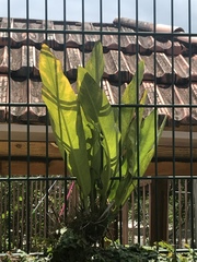 Anthurium crenatum