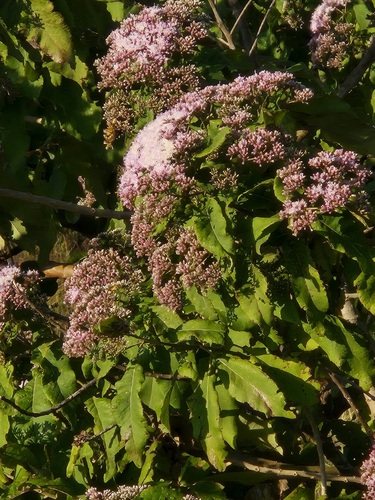 Gymnanthemum myrianthum, 2026-06-10