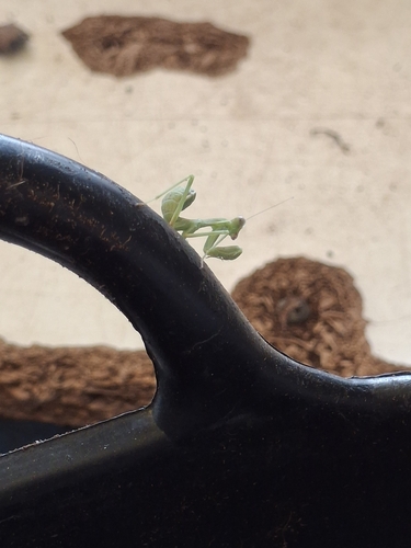 Giant African Mantis