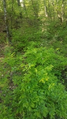 Rhododendron prinophyllum