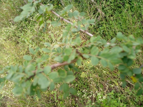 Phyllanthus indofischeri