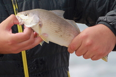 Umbrina roncador