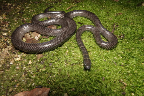 Cantoria violacea observed 2026-06-15