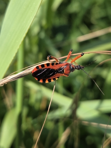 Rhynocoris iracundus