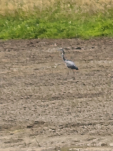 Grey Heron