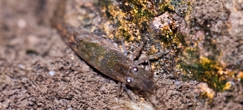 Atyoida serrata observed 2026-06-17