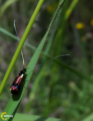 Nemophora fasciella