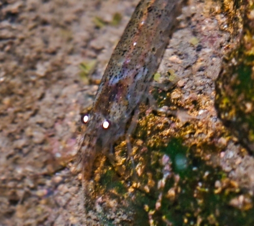 Atyoida serrata observed 2026-06-17