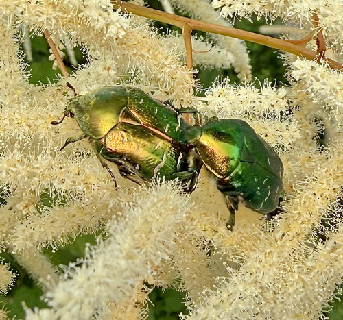 European Rose Chafer