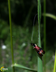 Nemophora fasciella