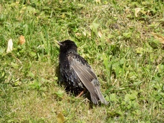 Sturnus vulgaris