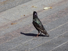 Sturnus vulgaris
