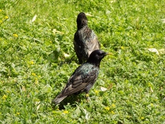 Sturnus vulgaris