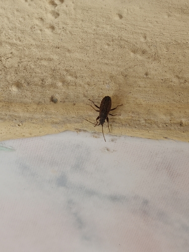 Ischnopeza hirticornis