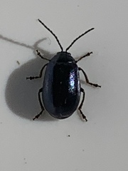 Agelastica alni