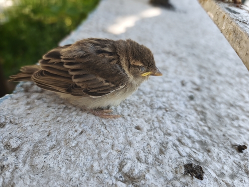 House Sparrow
