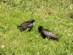 Sturnus vulgaris