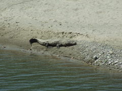 Crocodylus palustris