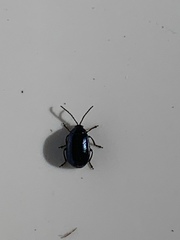 Agelastica alni