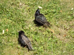 Sturnus vulgaris