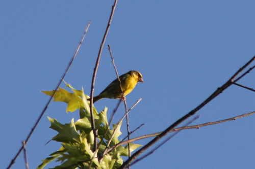 European Greenfinch