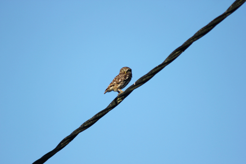 Little Owl