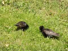 Sturnus vulgaris