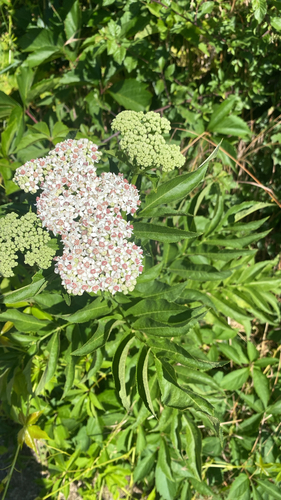 Dwarf Elder