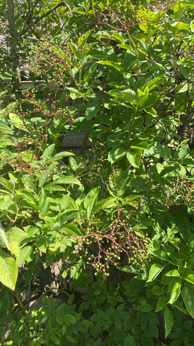 European black elderberry