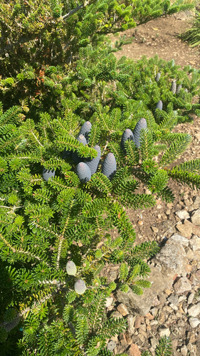 Korean fir
