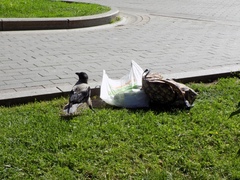 Corvus cornix