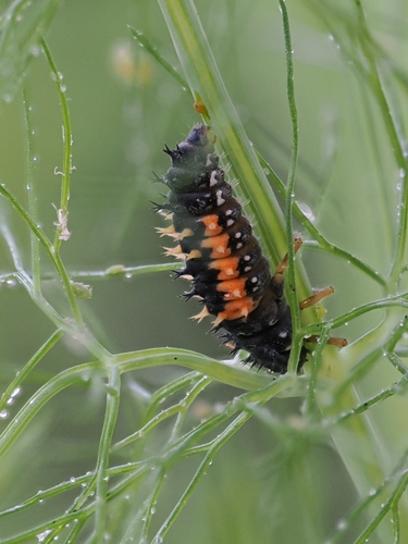 Asiatischer Marienkäfer