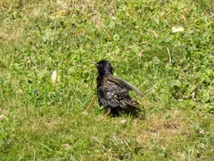 Sturnus vulgaris