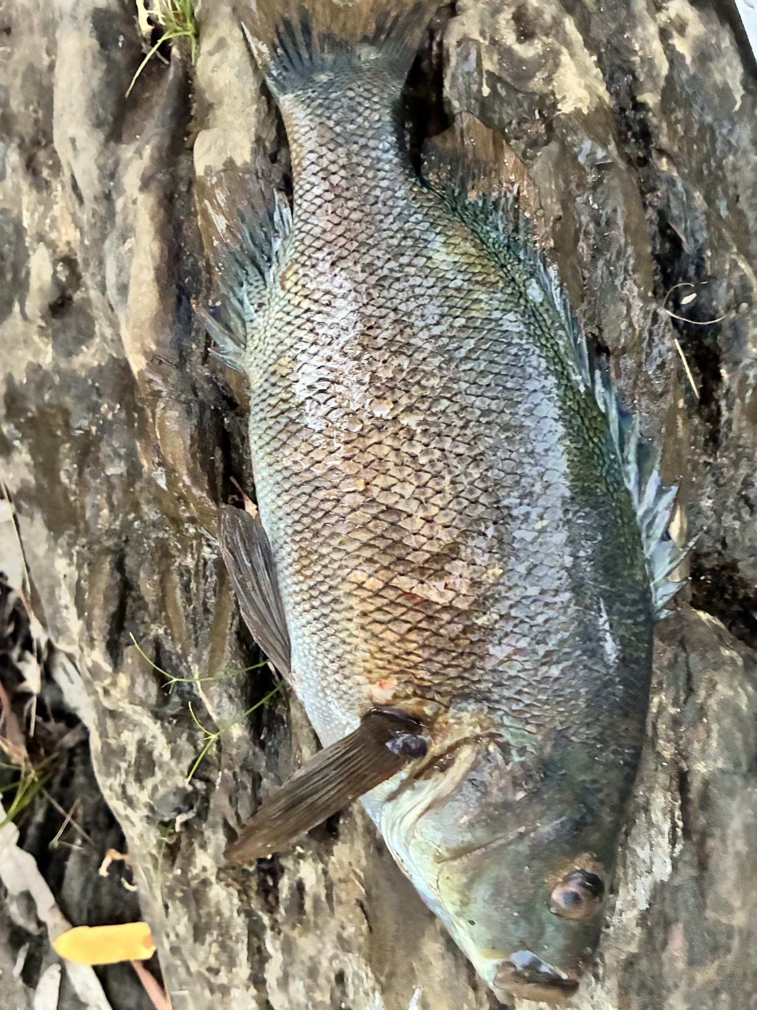 Western Sooty Grunter photo 2