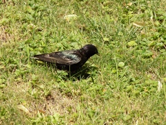 Sturnus vulgaris