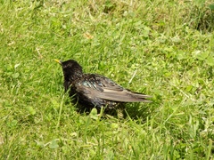 Sturnus vulgaris