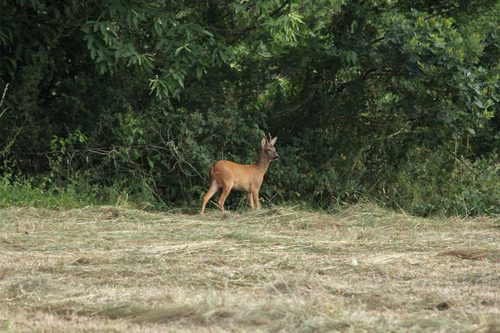 Western Roe Deer