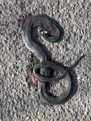 Natrix natrix